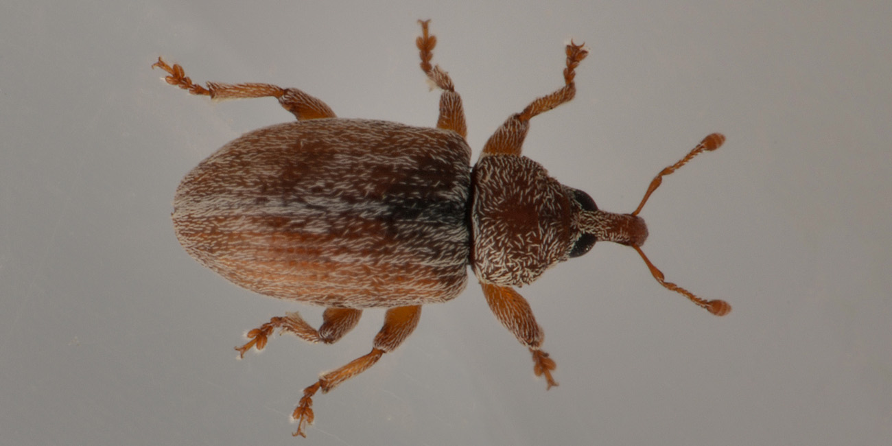 Curculionidae: Ellescus scanicus